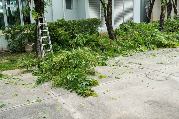 Why Choose Our Tree Removal Services in Brown Deer, WI?