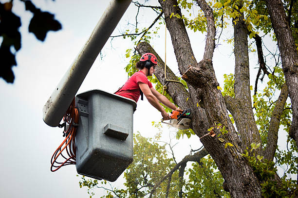 Brown Deer, WI Tree Services Company